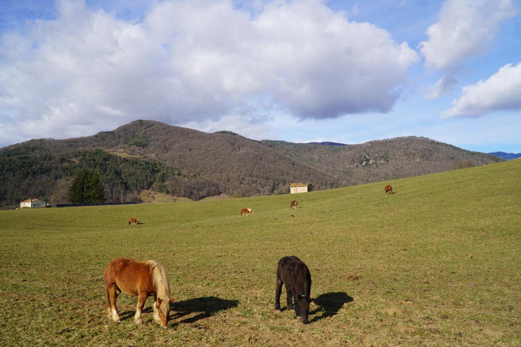 Cal Harrys - La Mejor Casa De Vacaciones En Pyrenees Con Vistas A La Montana Sant Pau de Seguries Exteriör bild